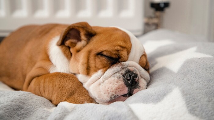 Why Does My Pet Snore So Much?
