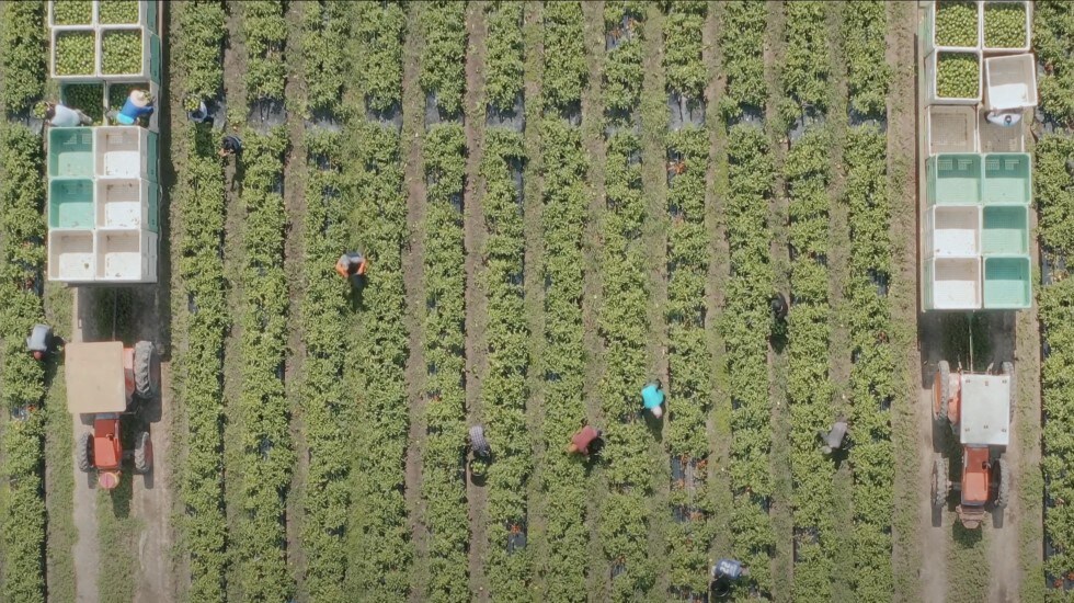 field header